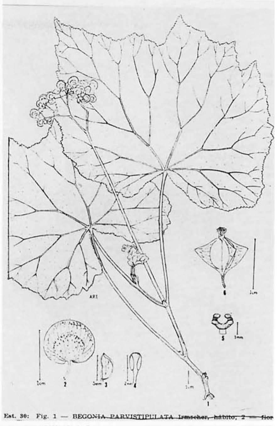 B. parvistipulata